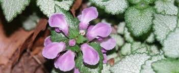 Find mixtures for your region, or for special uses such as dry areas, partial shade, attracting animals, low growing lamium orchid frost. Lamium Spotted Dead Nettle Lamium Maculatum Beacon Silver