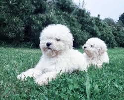 Available in several different colors, you can find these doggos clad in black, brown, beige, grey, or white fur. Hungarian Dog Breeds And Everything You Need To Know About Them
