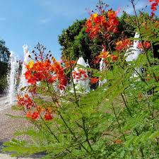 Image result for Caesalpinia rostrata