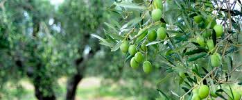 Study Shows Extra Virgin Olive Oil Helps Deter Alzheimer S Hellenic News Of America