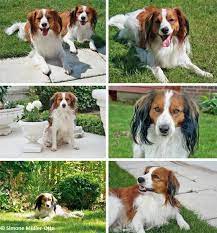 Kooikerhondje dog breed information, pictures, care, temperament, health, puppies, breed history. Das Kooikerhondje Artgerecht Tier