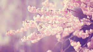 Please contact us if you want to publish a sakura 4k ultra hd. Pink Cherry Blossom Wallpapers Top Free Pink Cherry Blossom Backgrounds Wallpaperaccess