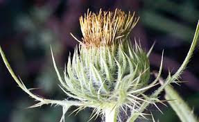 Image result for Cirsium