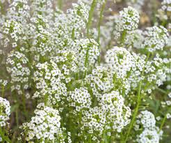 Maybe you would like to learn more about one of these? How To Grow Baby S Breath Or Gypsophilia Dengarden