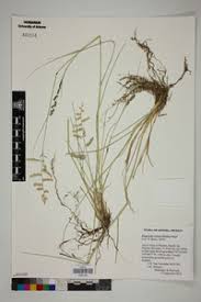 Image result for Eragrostis echinochloidea