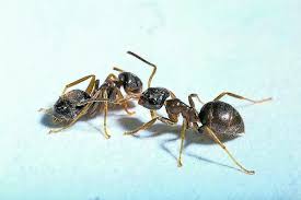 Ameisen Sind Vorsichtige Krankenpfleger Mit Bildern Im Stich Gelassen Werden Ameisen Krankenpfleger