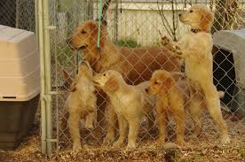 Akc/ekc registered males & females from championship lines. Swansun Goldens Www Swansungoldenretrievers Com