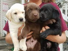 2 carson city chocolate lab puppies. Cedar River Labs Home Facebook