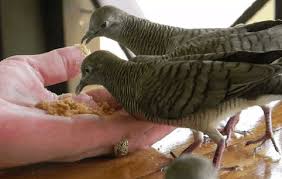 Berikan setiap hari 9 tetes super kuong dicampur dalam minuman burung 3. 8 Manfaat Kacang Ijo Untuk Perkutut Arenahewan Com