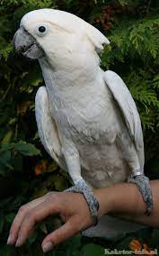 Care | Cockatoo Info