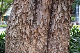 Image result for Pterocarpus