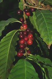 Image result for Coffea
