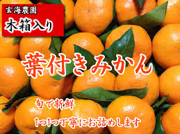 玄海農園 送料無料 木箱入り 葉付きみかん 贈答用7 5 12月7日 25日