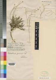 Image result for Wahlenbergia androsacea