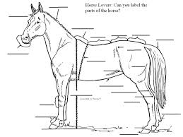 Printable Horse Anatomy Worksheets In 2020 Horse Anatomy Horses Horse Facts
