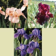 They are one of the easiest perennial to grow! Shop Premium Iris At Unbeatable Prices