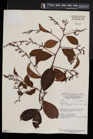 Image result for Afrobrunnichia