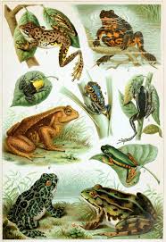 Vintage Frog Chart Frogs Poster Amphibian Poster Natural Science Cabin Decor Frog Art Frog Lover Gift Frogs Illustration