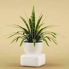 Plant 55 3d Model Plants 3d Model Model