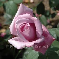 Find help and information on rosa 'climbing blue moon' rose climbing hybrid tea rose 'salsa' 'poulslas', including varieties and pruning advice. Blue Moon Bush Rose Peter Beales Roses The World Leaders In Shrub Climbing Rambling And Standard Classic Roses