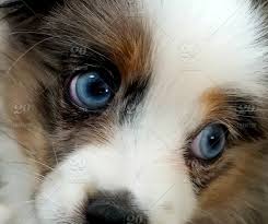 We did not find results for: Mini Aussie Puppies Az Novocom Top