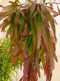 Why is my rhipsalis turning red? Pseudorhipsalis Ramulosa Red Rhipsalis World Of Succulents Plants Cacti And Succulents Hanging Plants