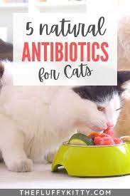 5 Natural Antibiotics For Cats That Boost Health Fluffy Kitty Cat Health Care Cat Health Holistic Pet Care