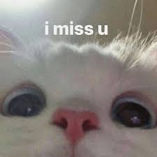 Whoever made the meme blew it. S Instagram Profile Post Via Grungesfeelings In 2021 Cute Cat Cute Cat Memes Cat Memes