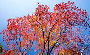 Home > china chinese trees 26834 products found for. Chinese Tallow Tree Burke S Backyard