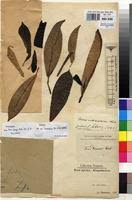 Image result for Ficus demeusei
