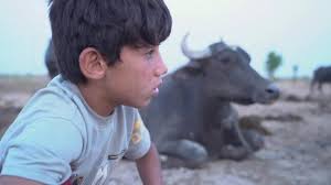 Drought imperils an Iraqi boy’s herd and way of life