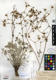 Image result for Geranium mlanjense