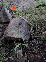 Image result for Kohautia