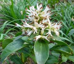 Image result for Pachycarpus spurius