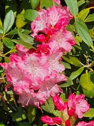 Image result for Monadenium hirsutum