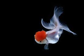 Berikut 10 jenis ikan hias air tawar kecil. Beauty Journal Situs Kecantikan Dan Gaya Hidup Andalan Wanita Masa Kini