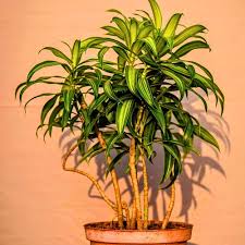 Image result for Dracaena reflexa
