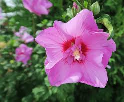 Hardy hibiscus have existed for about 100 years, when breeders of plants started to work on developing hybrids of the tropical variety that could tolerate colder temperatures. A Host Of Hibiscus