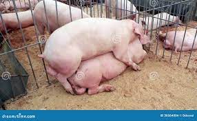 Schweinsex 3 stock video. Video von bauernhof, besamen - 36564004