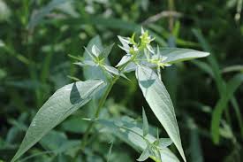 Image result for Justicia heterocarpa