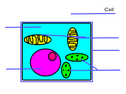 Cells communicate with one another and are responsible for transmitting information from plant cell label the plant cell diagram using the glossary of plant cell terms. Unlabeled Plant Cell Illustration Download Illustration 2020