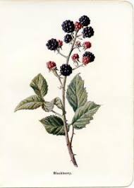 Blackberry Vintage Botanical Illustration Free Clip Art Botanical Illustration Vintage Clip Art Vintage Herbs Illustration