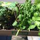 No garden no problem - veggies for small spaces event image