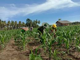 Tanaman yang kekurangan unsur nitrogen. Pin Di Babinsa