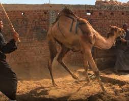 «when will i reach water?» he thought. Https Www Animals Angels De Fileadmin User Upload 03 Publikationen Dokumentationen Animals Angels The Welfare Of Dromedary Camels During Road Transport In The Middle East Pdf