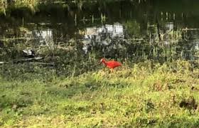 Er zijn vanmorgen 3 rode ibissen losgelaten. Rode Ibis In Gentbrugse Meersen Is Vermoedelijk Ontsnapt Uit Planckendael Gent Hln Be