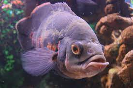 Oscar Fish Diseases Lovetoknow