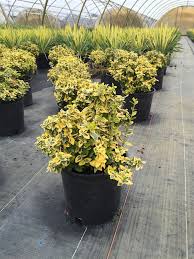 The large, rounded leaves have bright gold and green variegation that is very stable. Find Plants Page 21 Wholesale Nursery Supplies Plant Growers In Oregon Nursery Guide