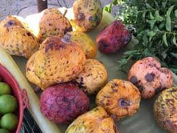 Image result for Annona reticulata