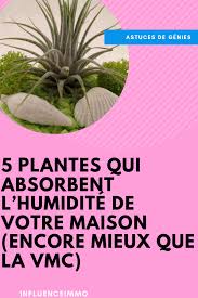 5 Plantes Qui Absorbent L Humidite De Toutes Les Pieces Plante Plante Interieur Depolluante Plante Exterieur